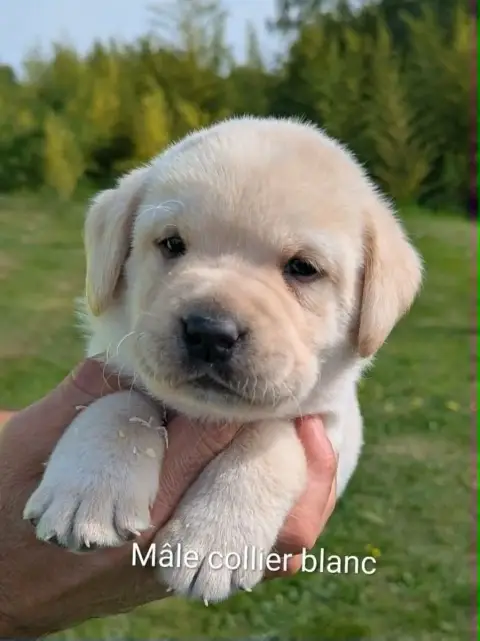 Labrador Retriever