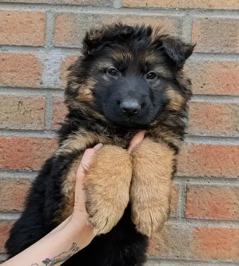 Berger Allemand  Poil Long Des Trois Lieux