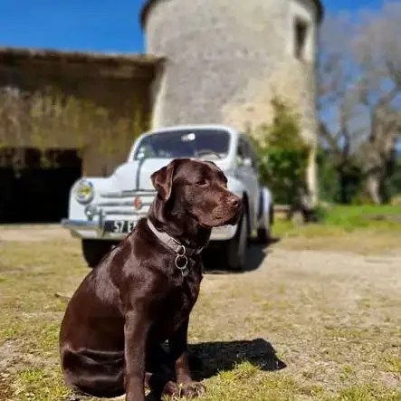 Chiot Labrador Retriever