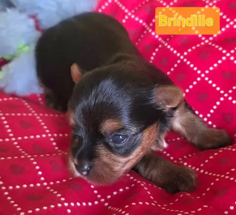 Yorkshire Terrier  Brindille Du Paradis De L'Isle photo 2