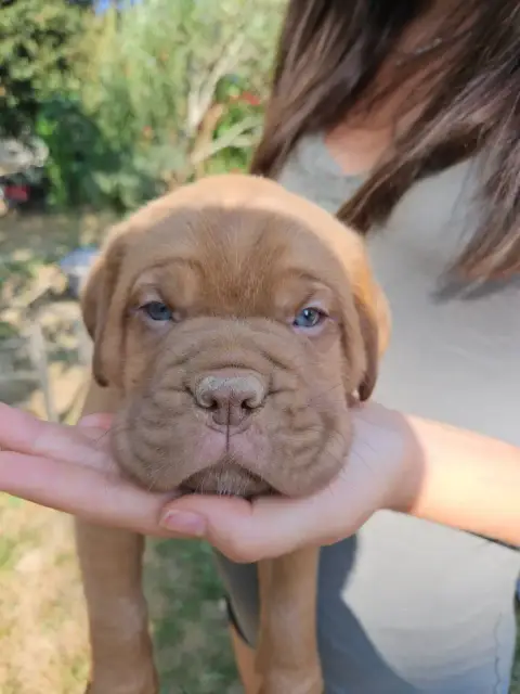 Dogue De Bordeaux 
                        Colier Noi 82443 photo 2