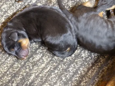Berger De Beauce  Chiot 3 Du Royaume D'Elsa