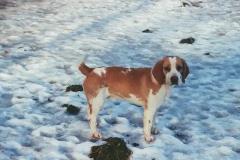 Beagle  Chiot N°6 Du Clos Machard