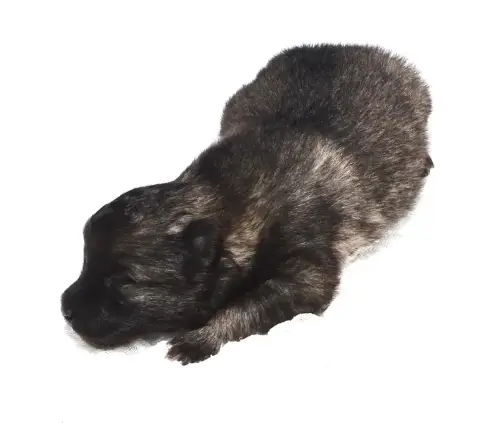 Spitz Allemand  Chiot photo 3