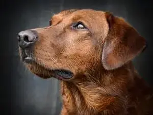 Labrador Retriever  B... Des Adrilines Des D'Opale De 3c3c3 photo 2