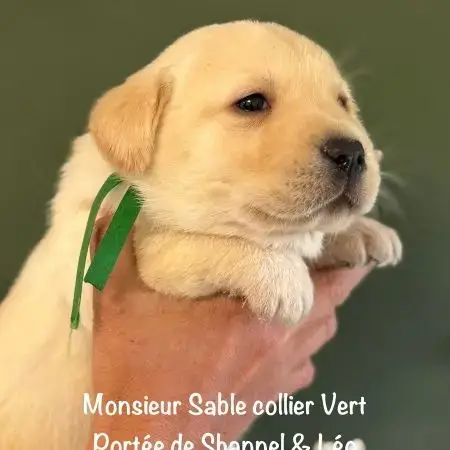 Males Labrador Lof Non Confirmable Sable