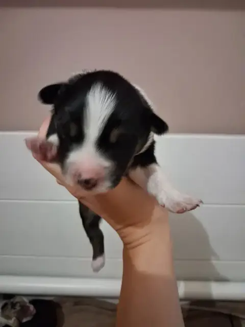 Berger Américain Miniature  Chiot 6 De La Sableyre