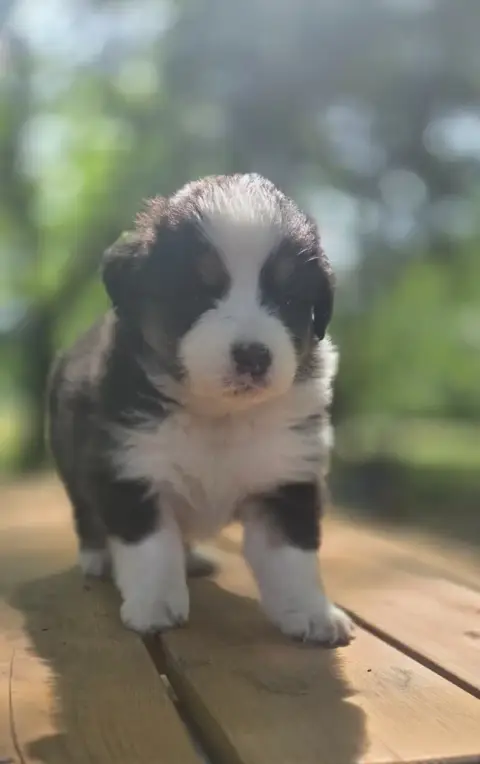 Berger Australien  Chiot N°3 Du Rêve De Shanizo Lo