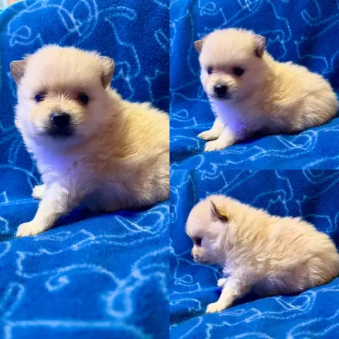 Spitz Allemand  Chiot N°1 De La Truffe Royale