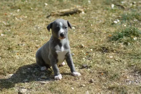 Whippet  Chiot 1 Du Haras Eclair Horside'Whip photo 3