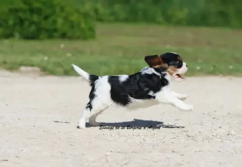 Cavalier King Charles Spaniel  Baïka De La Bergerie D db1bb photo 3