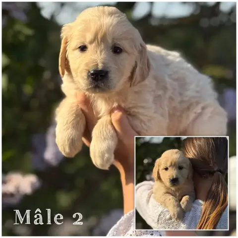 Golden Retriever