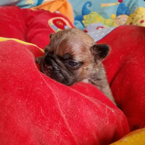 Bouledogue Français  Bebe Cerise Des Chemins Du Bout  2545d