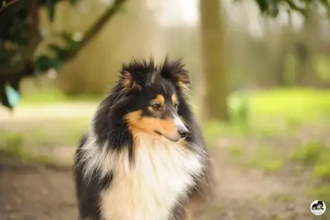 Shetland Sheepdog  Chiot N°1 Des Sources De L'Eaulne 0099b photo 3