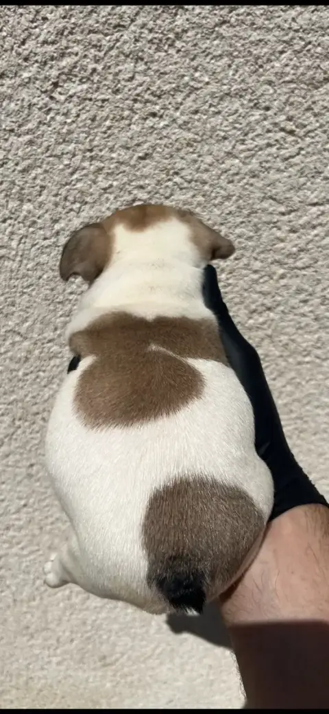 Bouledogue Français 
                        Chiot N° fbee3 photo 3