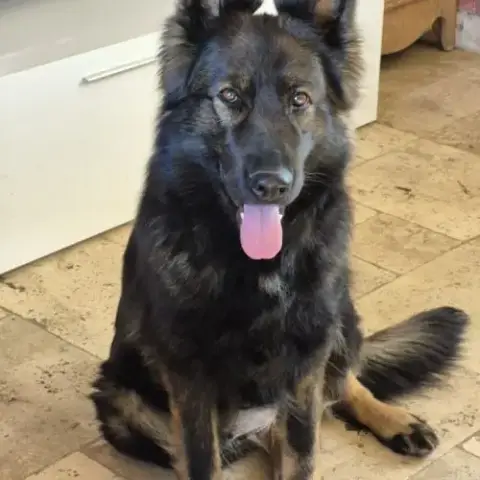 Altdeutscher Schäferhund