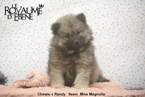 Eurasier  Magnolia Du Royaume D'Ebène