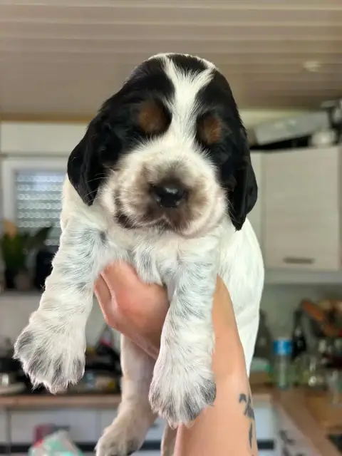 Cocker Spaniel Anglais  Male Tricolore Des Terres De  6c438