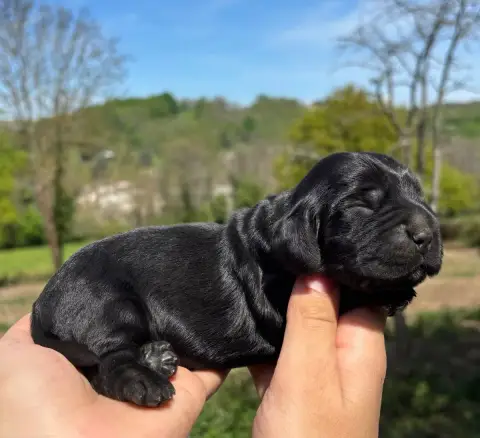 Cocker Spaniel Anglais  Noir Du Mas Destiny