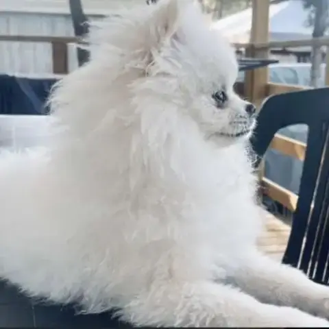 Superbe Spitz Nain Blanc Lof