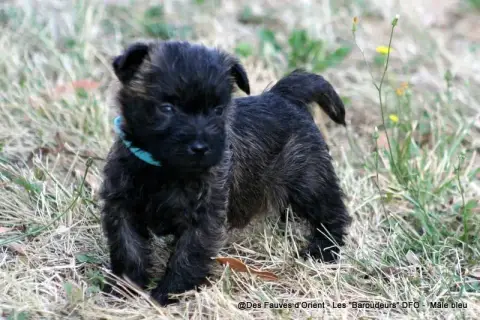 Cairn Terrier photo 3