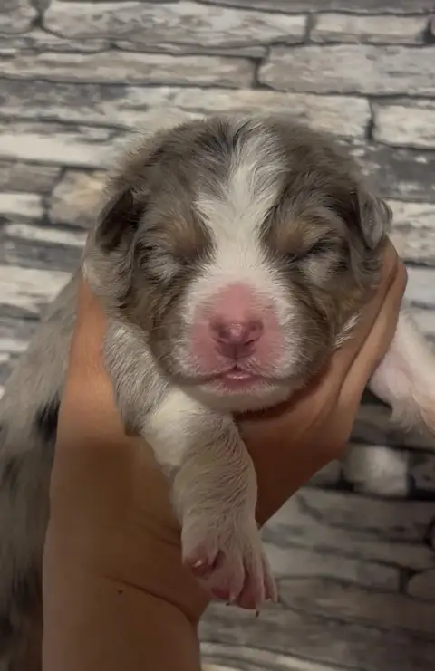 Berger Australien  Chiot 2 De L'Aussie Happy