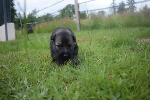Berger Allemand Poil Long  Chiot N°3 Une Patte De Dia f2eb5