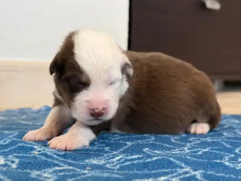 Berger Australien  Chiot 6 Au Royaume Des Jolies Perl 757df