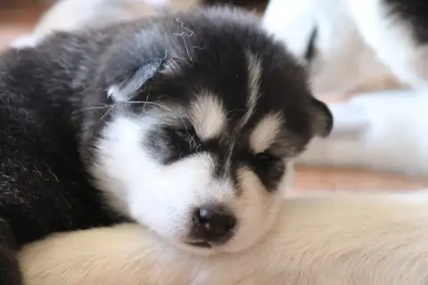 Siberian Husky  Bulma Gold Of Wolf