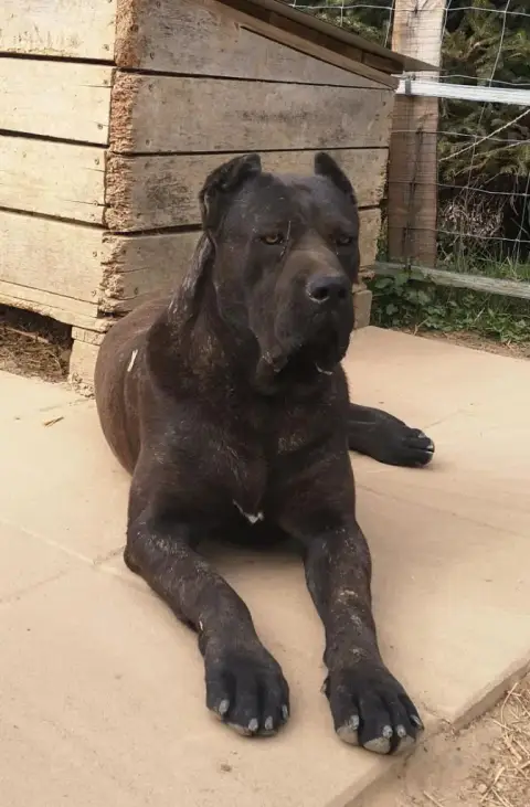 Cane Corso  Chiot 1 Des Légendes De Goliath photo 2