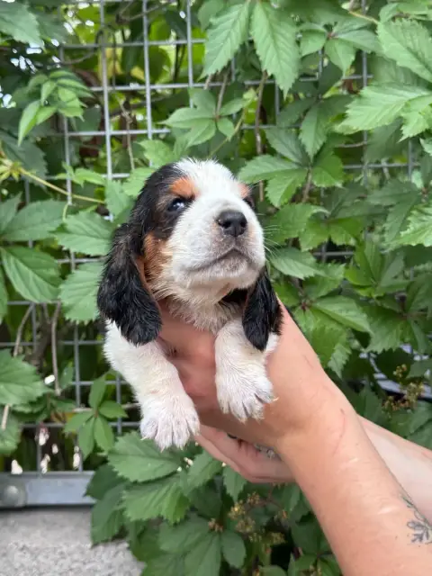 Basset Hound  Bertha Collier Bordeaux Tricolore Du Be 8fab5 photo 2
