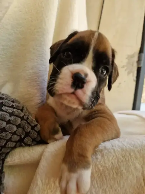 Boxer  Chiot N°6 De Yu Box photo 2