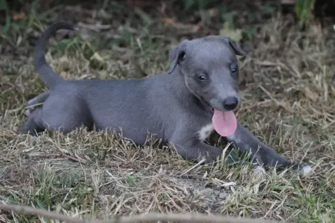 Whippet