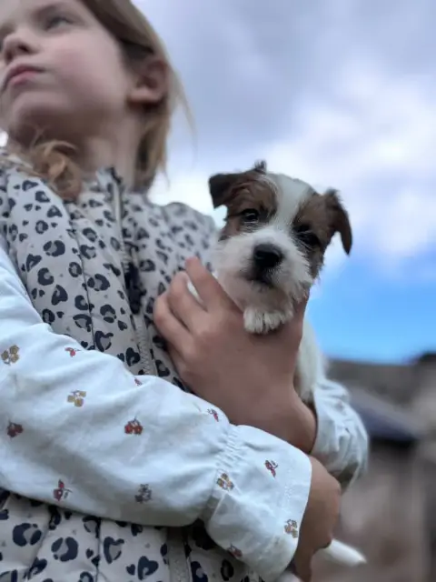 Jack Russell Terrier  Betty Boop Des Joyaux De La Pom 00bfb