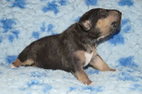 Bull Terrier Miniature  Chiot 2 Du Trésor Des Mines 6d19e photo 2