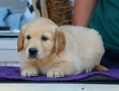 Golden Retriever  Chiot N°3 Lilas De Windy'Stia