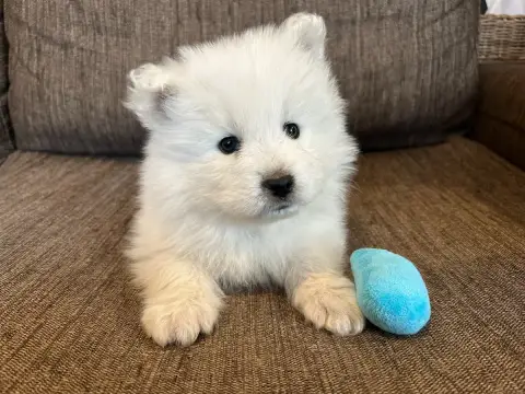 Samoyède  Chiot Collier Bleu Des P’Tits Loulous Du Pi a4694