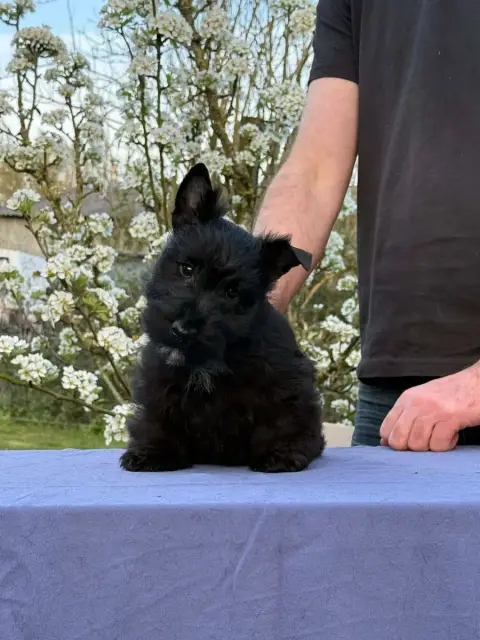 Scottish Terrier  Femelle Epi Chanfrein Gabéric'S