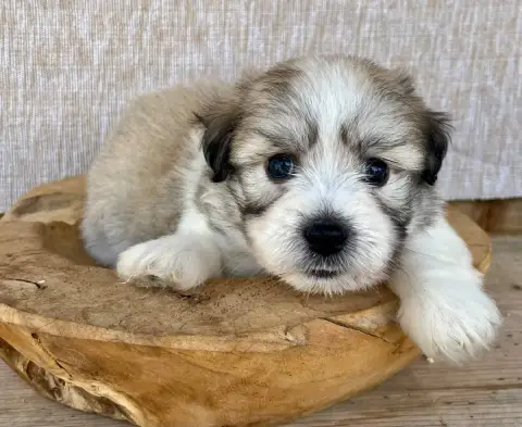 Coton De Tulear 
                        Male 3 Des V 1d5ee