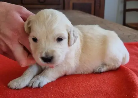 Golden Retriever  Chiot N°5 Des Hirondelles Du Voyage 0bd65