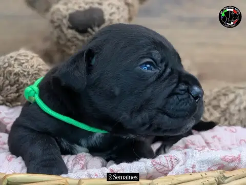 Cane Corso  Collier Vert De La Treizieme Legion