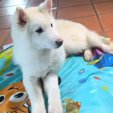 Chiot Véritable Pomsky Blanc Crème – Disponible De