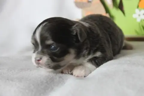 Chihuahua  Chiot N°2 Des Joyaux De La Sambre photo 3