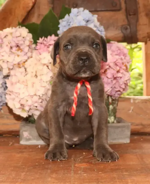 Cane Corso  Collier Bariolet Du Domaine Des Vents Lan 86d75
