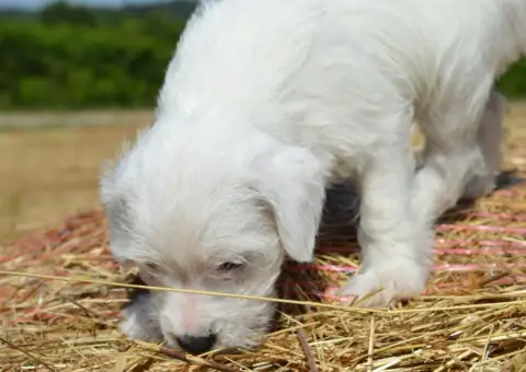 Parson Russell Terrier 
                        Baboo dd24d photo 2