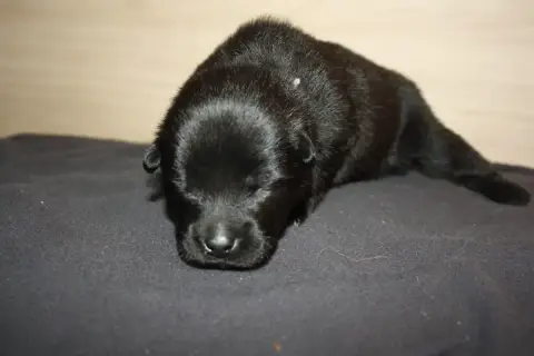 Eurasier  Collier Gris Des Oursons De La Fee photo 2