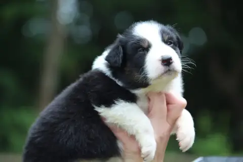 Berger Australien  Chiot N°7 De L'Orée Du Bois De La  1e7bd photo 2
