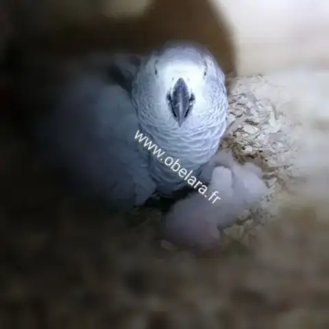 A Réserver Bébé Gris Du Gabon