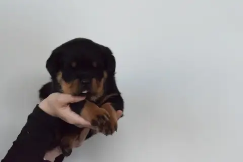 Rottweiler  Fmelle Rouge Of Passion Amstaff photo 2