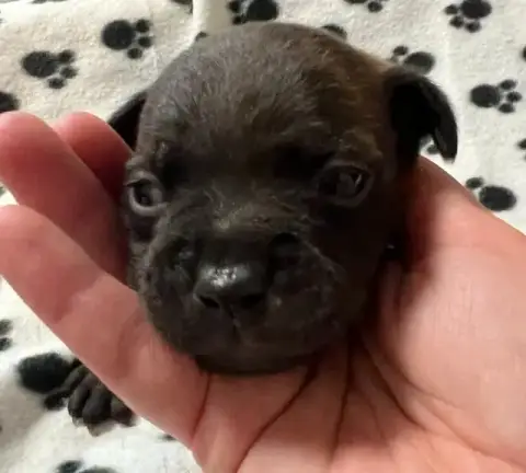 Staffordshire Bull Terrier  Bringé De L'Aube Lyonnais e56e9 photo 2